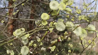 Аха готовит с Машей Беляши в казане