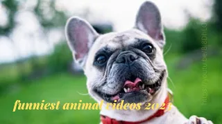 Animals Can Be Jerks! Funny Video   FailArmy online video cutter com