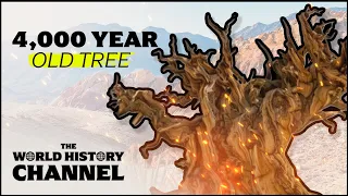 Methuselah Tree: The World's Oldest Tree | The Curse Of The Methuselah | The World History Channel