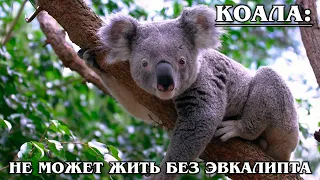 КОАЛА: Эвкалиптовый медвежонок – родственник вомбата | Интересные факты про сумчатых животных