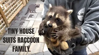 Tiny House Suits Raccoon Family