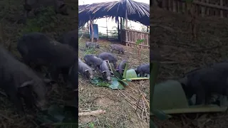 Native Pigs at Naturesbio Eco Farm