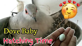 Diamond Dove Baby Hatching Time 🥰