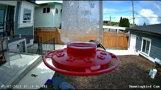 Male and female hummingbirds interacting