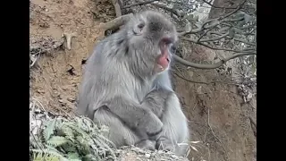 Япония. Киото. Арасияма. Обезьяны на свободе. Человек за решеткой.Japan. Kyoto. Arashiyama. Monkeys