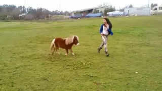 Miniature horse chasing me (SHE'S EVIL!)