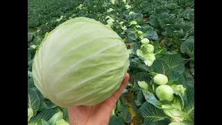 капуста Центурион - мощная капуста и этим все сказано! cabbage Centurion - a powerful cabbage !