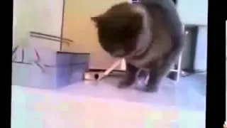 Funny Things | Funny Videos | «Funny Animals» Fail Compilation june 2013☆funny pets™√