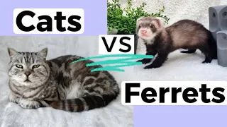 Amazing differences between CATS vs FERRETS as pets!
