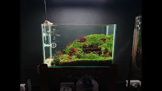 Simple Scape Iwagumi Aquarium