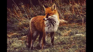 LIS SAMOTNIK-LONE FOX #animals #nature @Lucek1966