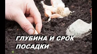 ЭТА ПОСАДКА ЧЕСНОКА ОСЕНЬЮ ГАРАНТИРУЕТ УРОЖАЙ!  ТОЧНЫЕ сроки посадки чеснока!