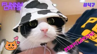 Funny Cat Videos Compilations #47 😹 - Cat Compilation - Cat Videos - 😸 2021 | MT Meow