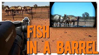 Outback Camel Control Part 3: Epic Showdown in the Heat!