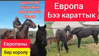 Ким билсе кенешинерди кутобуз