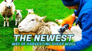 The Newest Way Of Harvesting Sheep Wool 🐑✨