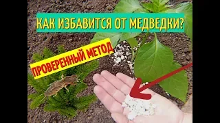 МЕДВЕДКА.БОРЬБА С МЕДВЕДКОЙ. КАК ИЗБАВИТСЯ ОТ МЕДВЕДКИ ПРИ ВЫСАДКЕ РАССАДЫ.