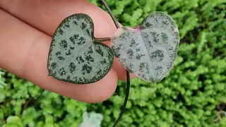 Ceropegia Woodii ‘String of Hearts’ Problems & How To Fix Them