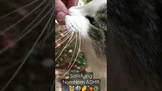 Cute Stray Cat Eating Chicken In My Hand 🐾😻🔊🤌🍗🌿👅 Satisfying NomNom ASMR #Shorts