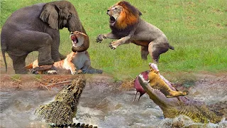 The Best Battles Of The Animal World - Harsh Life of Wild Animals, Lion Vs Elephant, Crocodile