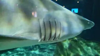 Sand Tiger Shark at the Mystic Aquarium!