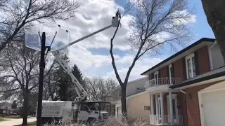 Ash tree removal
