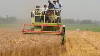 Wheat Harvesting by Class Combine Harvester (CROP TIGER 30 TERRA TRAC)