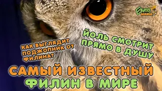 САМЫЙ ИЗВЕСТНЫЙ ФИЛИН В МИРЕ - В ГОСТЯХ У YOLL