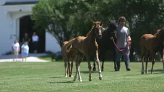 UVM Morgan Horse Farm