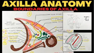 Axilla Anatomy (1/2) | Boundaries of Axilla | Upper Limb Anatomy
