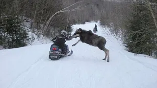 30 Interesting Wild Animal Encounters In Canada