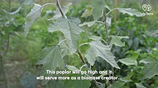 Planting with syntropic agriculture techniques