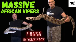 2 of Africa's  Deadliest  Gaboon Vipers vs Puff Adders Fierce Feeding Strikes