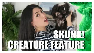 My SKUNK?! | Striped Skunk Facts | Creature Feature