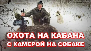 ОХОТА НА КАБАНА с лайками. АГРЕССИВНЫЙ кабан напал на собаку.