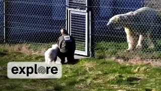 Siku Polar Bear Cub Meets Mama Bear