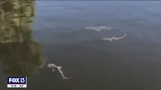 Sharks escaping red tide fill West Florida canals