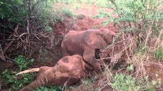 Cherie's calf Mourning