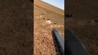 Helicopter Hog Hunting