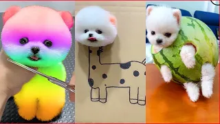Funny and Cute Dog Pomeranian 😍🐶| Funny Puppy Videos #114