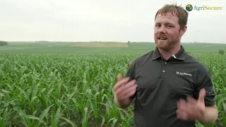 Growing Profitable Organic Corn