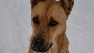 ДОБРЫЕ ДЕЛА СОБАКИ💓/Бордер колли/Летти/Border collie