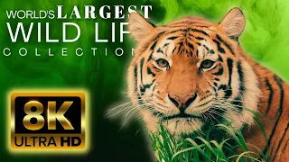 The Largest Wild Animals Collection in 8K ULTRA HD - DOLBY VISION