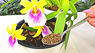 Add JUST ONE TEA SPOON and your ORCHID WILL BLOOM! // Fertilizer for 3 rubles per month! Aminosil.