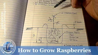 How to Grow Raspberries  (ADVANCED) Complete Growing Guide