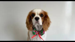Cavalier King Charles Spaniel Full groom | Dog Grooming