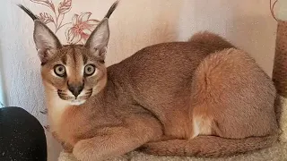 Удивительные КОШКИ-ГИБРИДЫ. Домашние кошки с дикими корнями