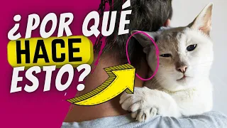 Esta Es La Verdadera Razón Por La Que Tu Gato Frota Su Cabeza Contra La Tuya