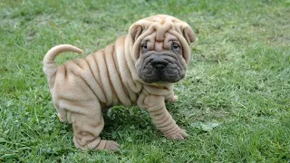 Why the Chinese Shar-Pei Is Perfect for Apartment Living