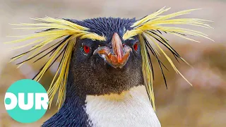 The Quirky Adventures of Rockhopper Penguins | Our World